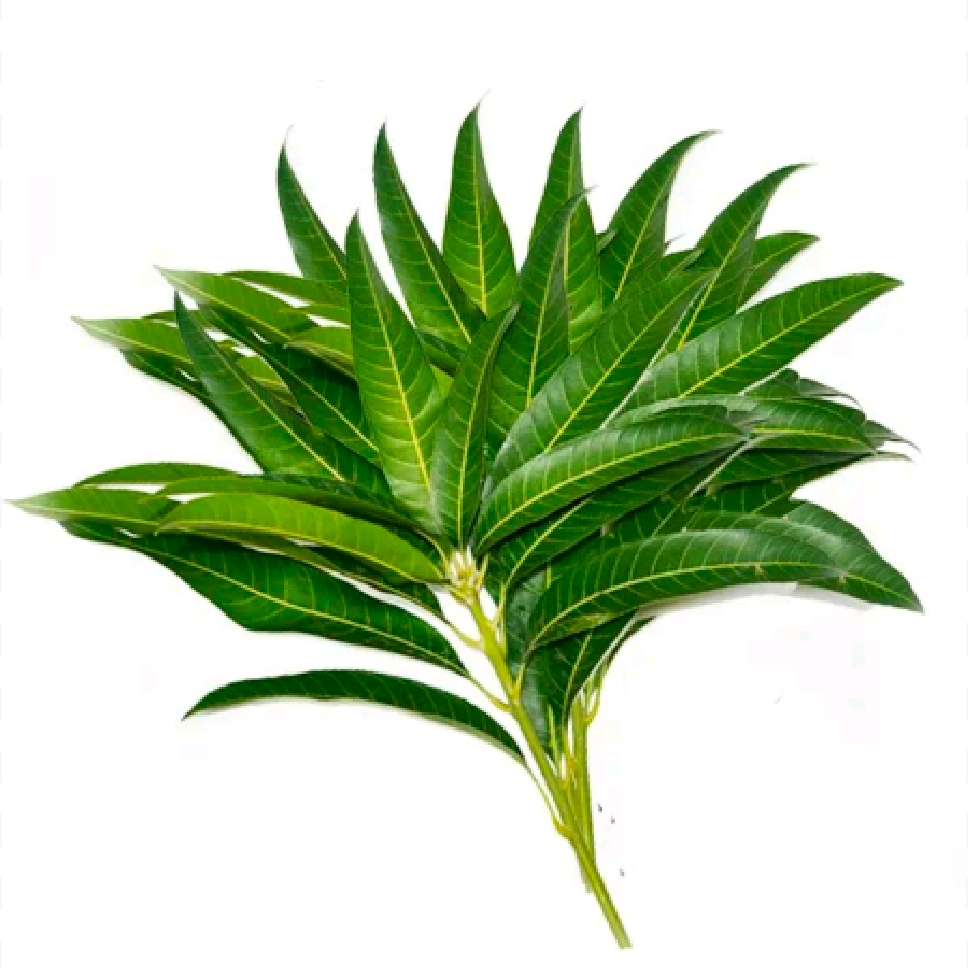 Mango Leaves 100 gram pack