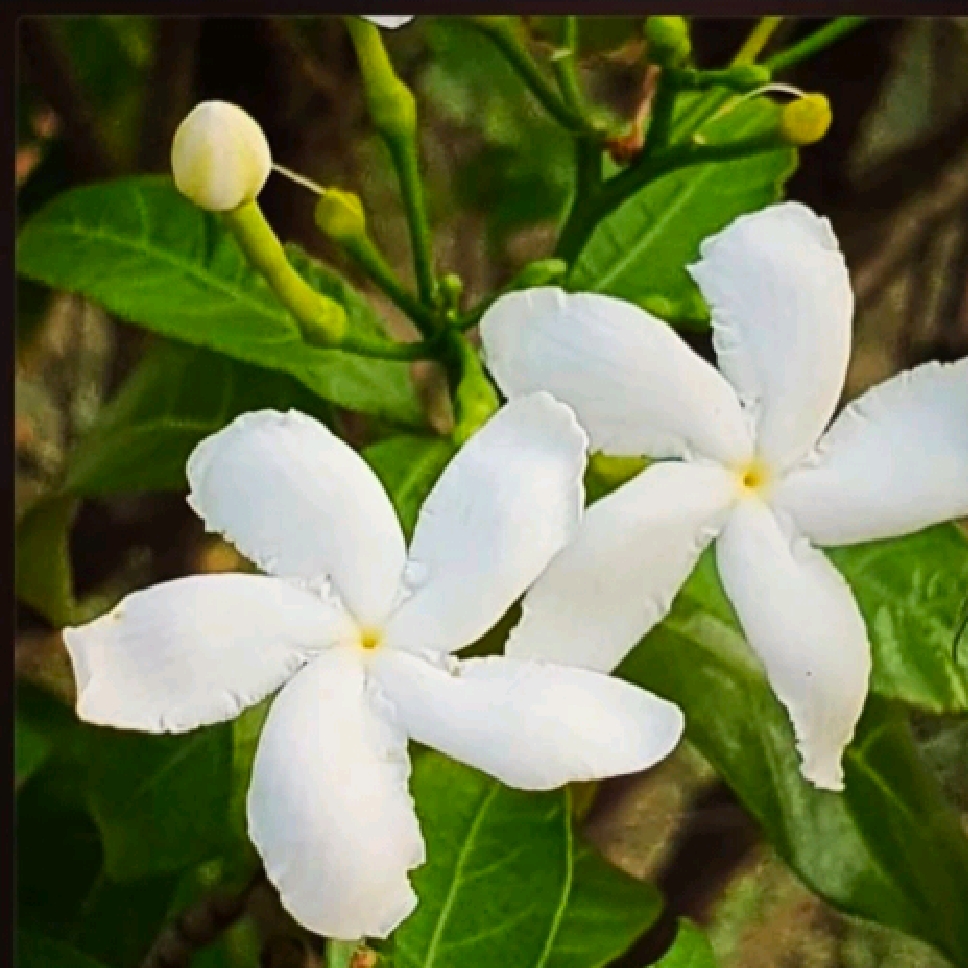 White Flower - 100gram pack