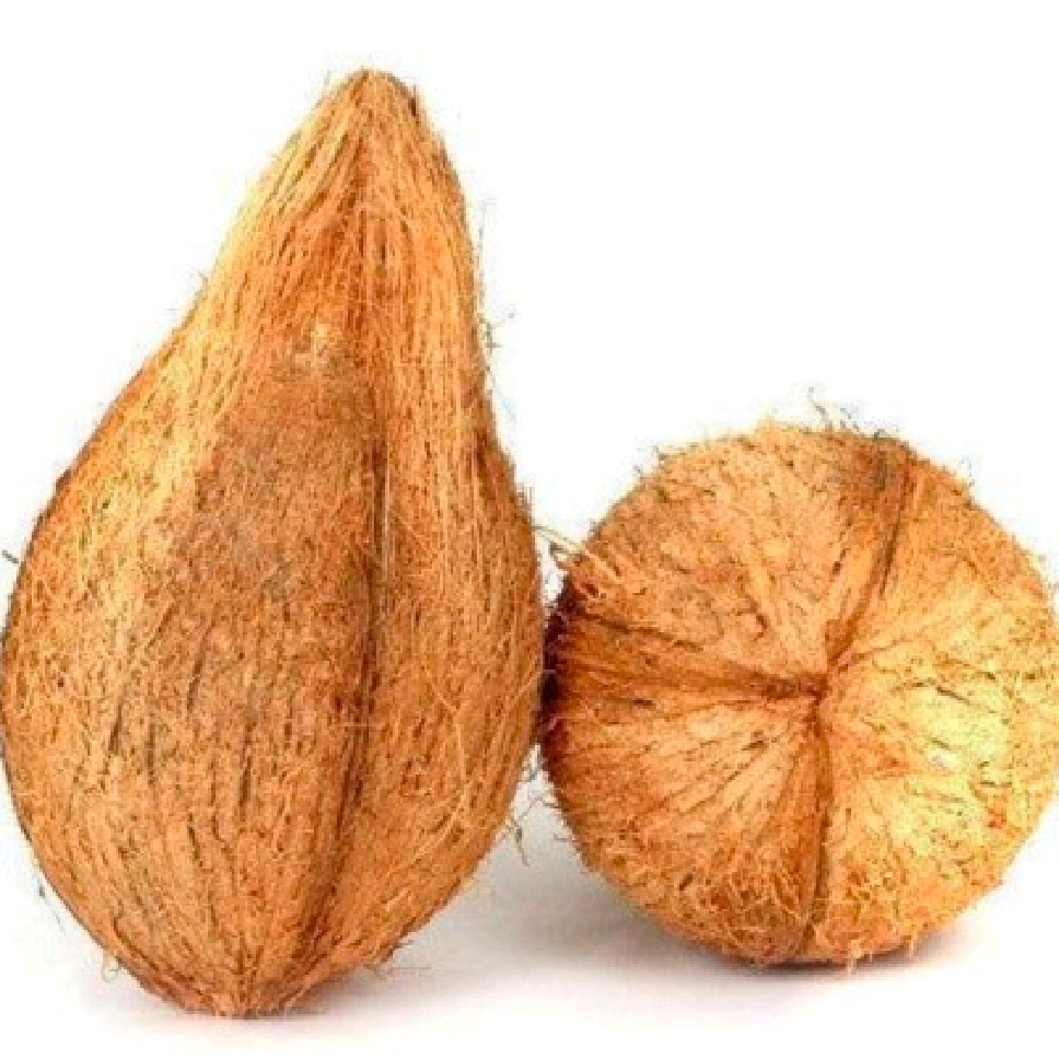 Coconut with Tail