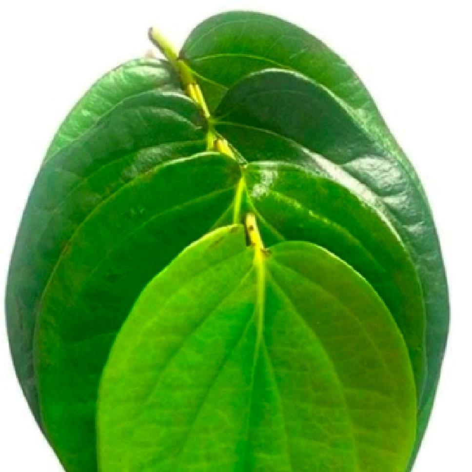 Beetle Leaves (PAN Patta) - 11 pieces